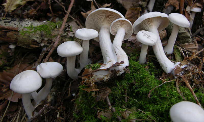 Un fosso......e una marea di funghi.(parte 1)